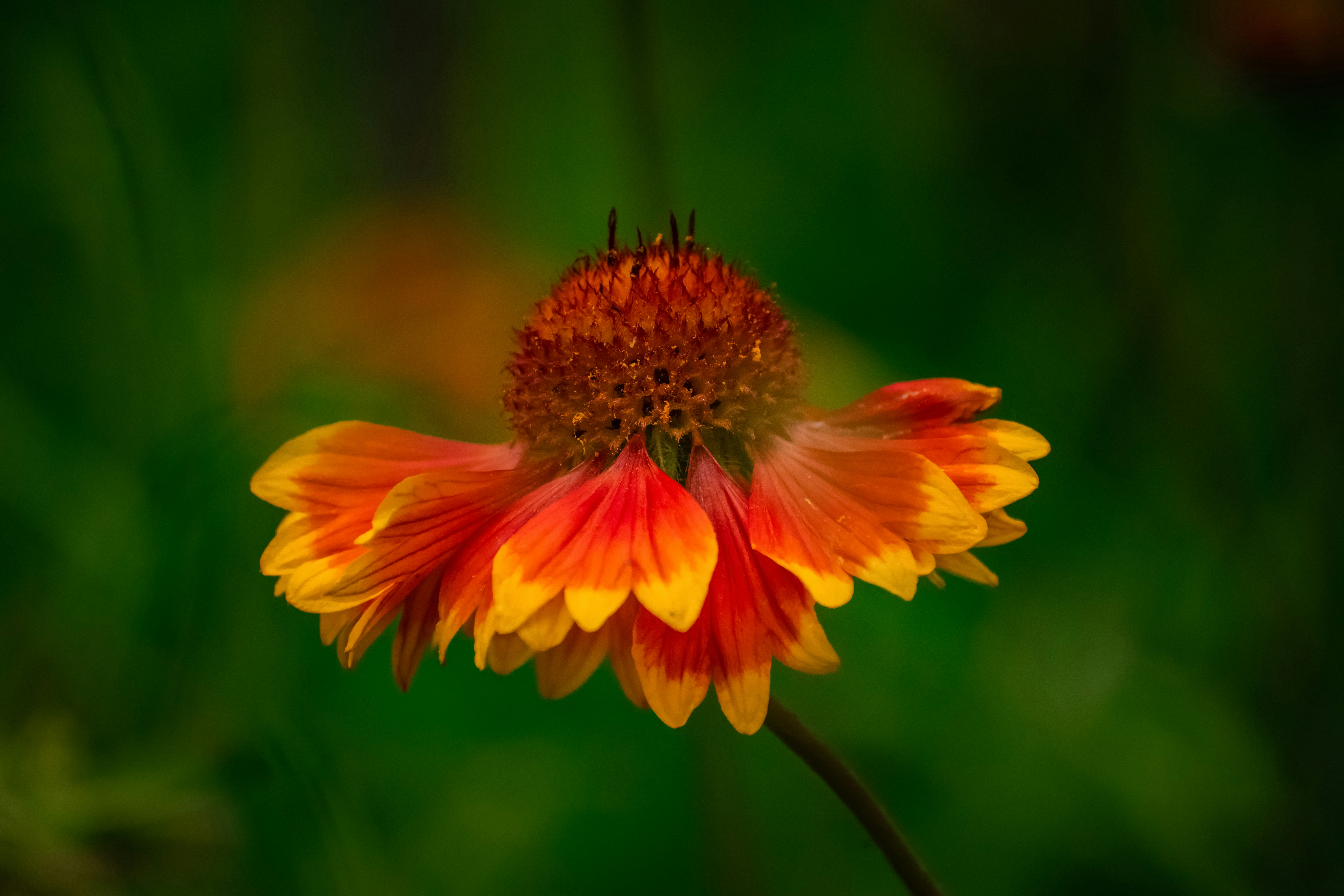 Photo by veronasenpai