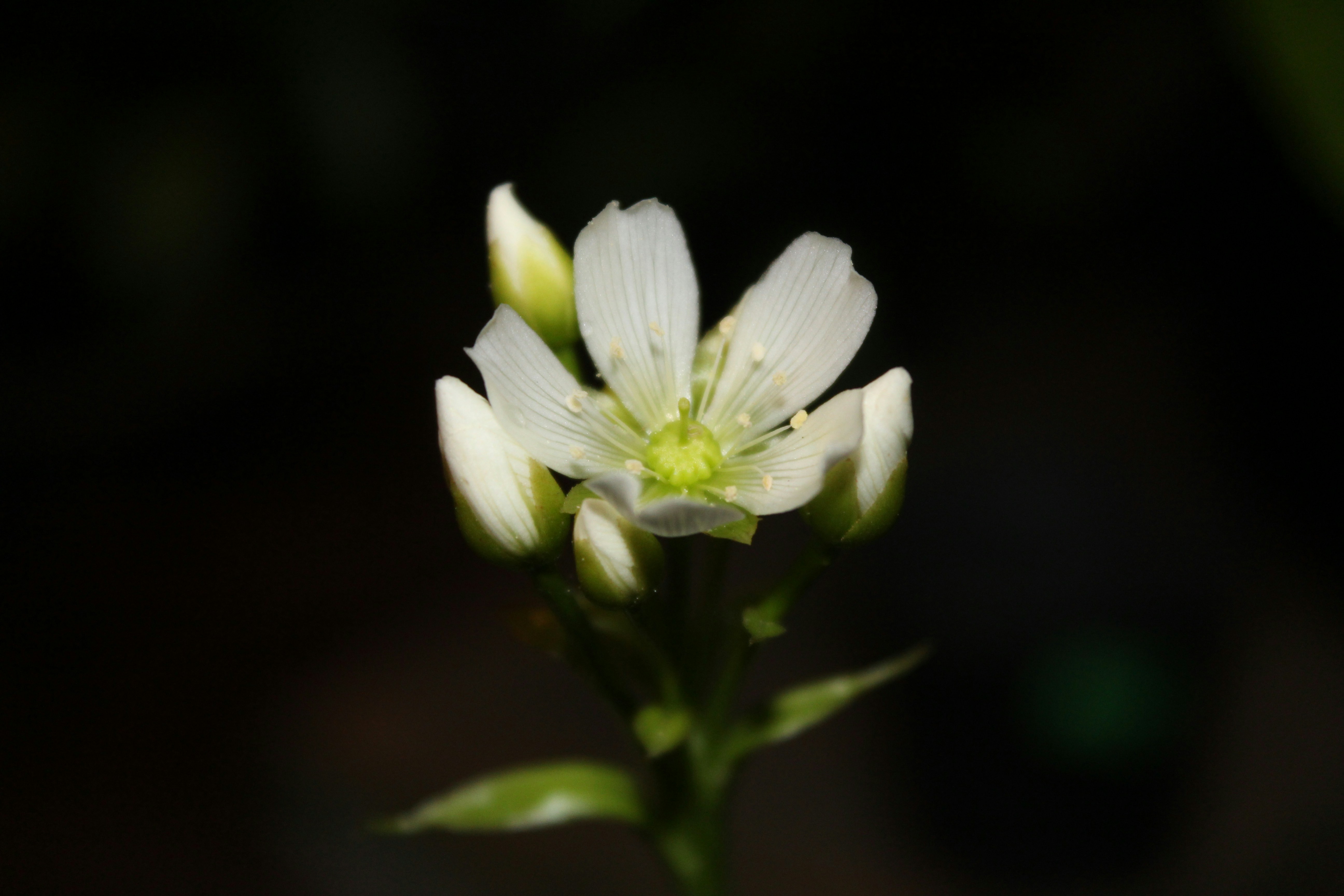 Photo by throwingjungle