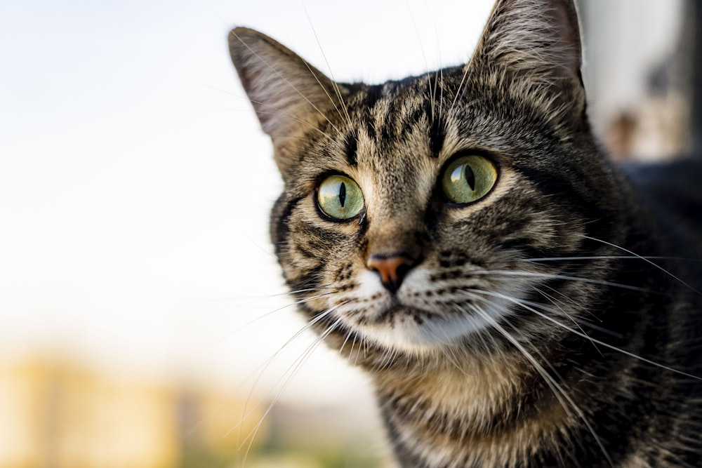 a close up of a cat with a blurry background