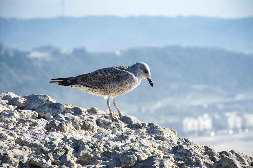 a seagull standing on top of a large rock