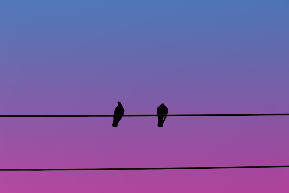 two birds sitting on a wire in front of a purple and blue sky