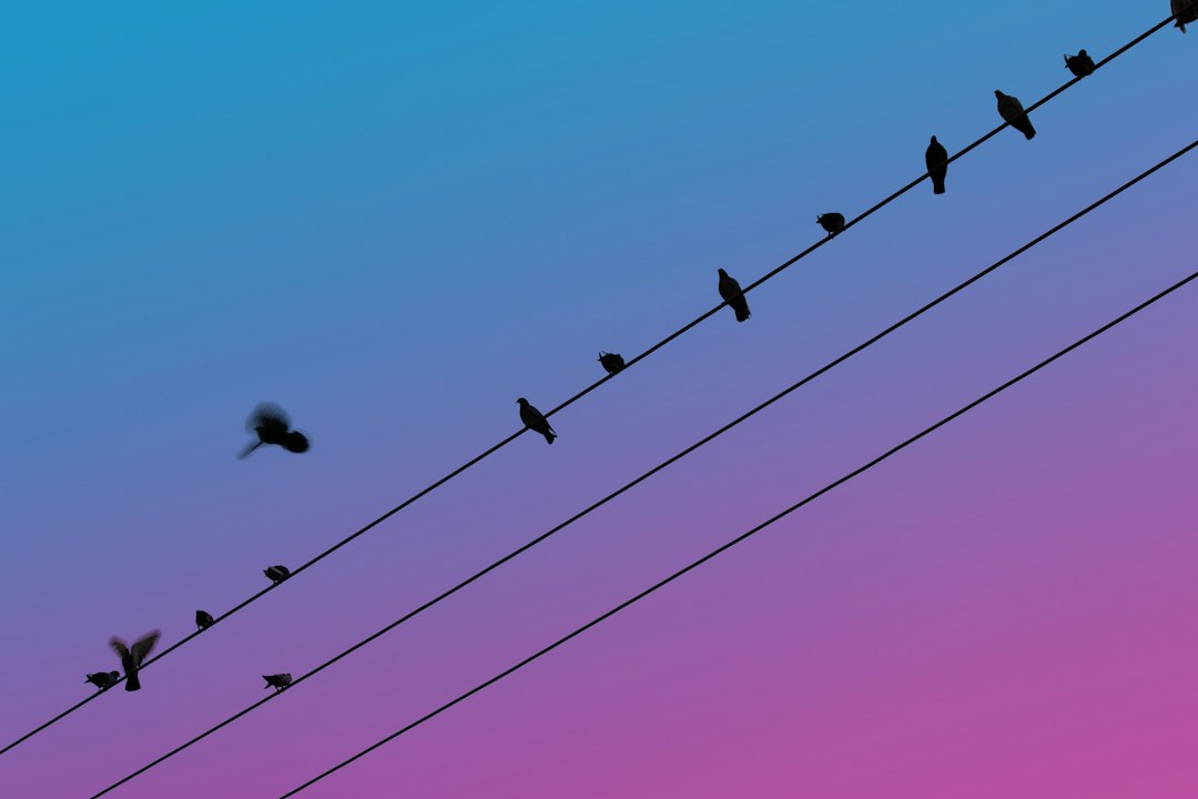 Uberlandia → Campinas • Tudo Azul — imagem 1