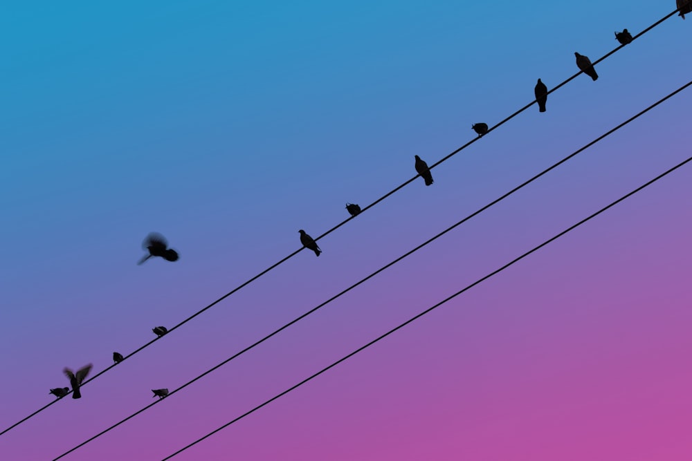 送電線の上に座っている鳥の群れ
