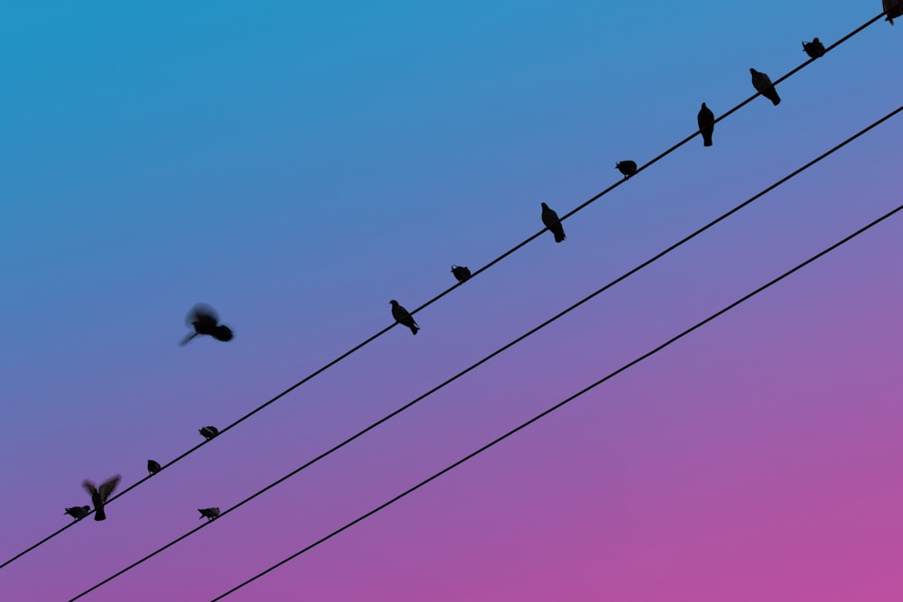 a flock of birds sitting on top of power lines