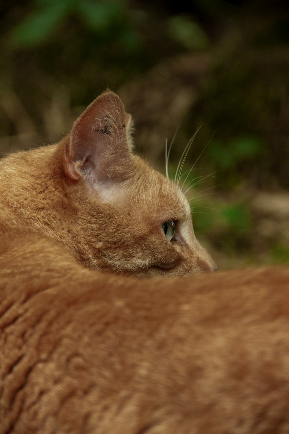 a close up of a cat with a blurry background