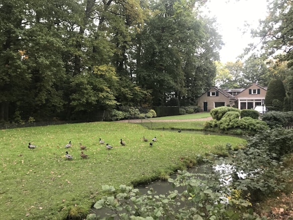 A peaceful garden scene includes a neatly maintained lawn with several ducks walking around. A small pond borders the lawn, surrounded by lush greenery and trees. In the background, there is a charming house with a driveway and hedges.