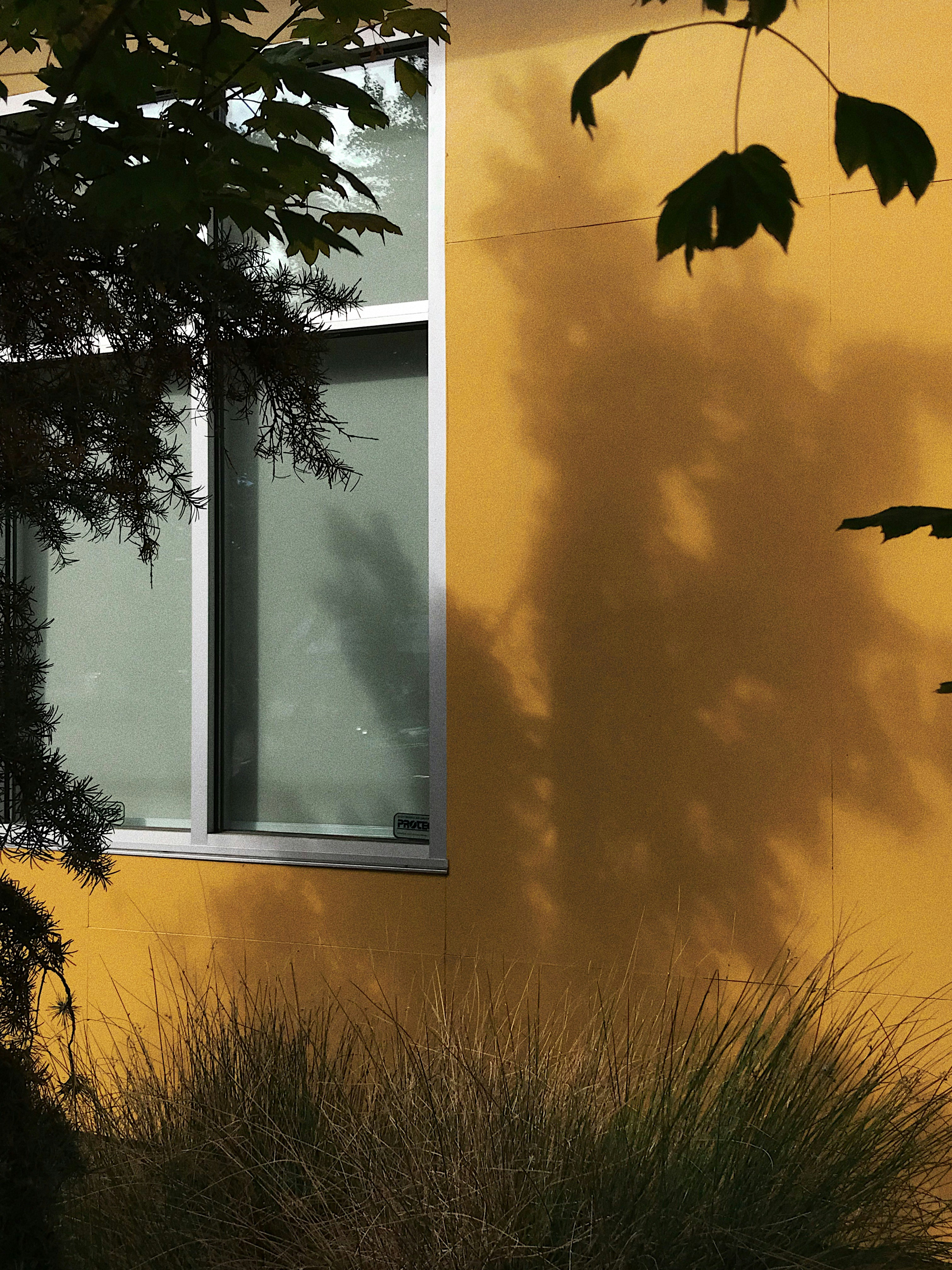 un gatto seduto sul davanzale di una finestra di fronte a un edificio giallo