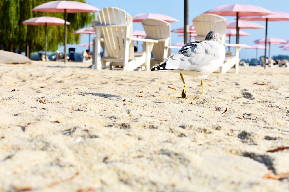 a seagull standing on a sandy beach with chairs and umbrellas in the