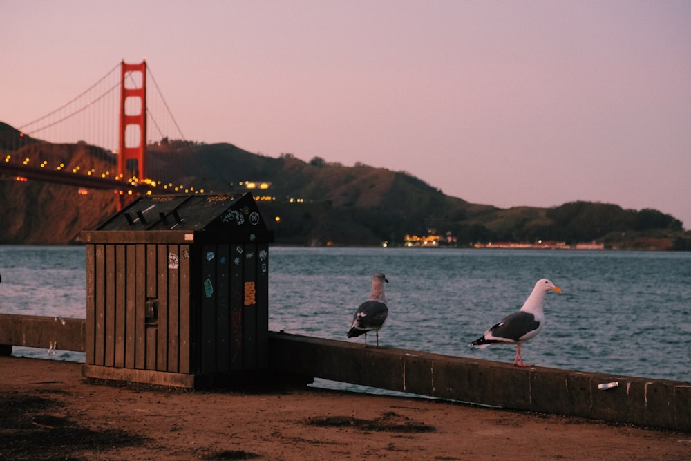 a couple of seagulls standing on a pier next to a body of water