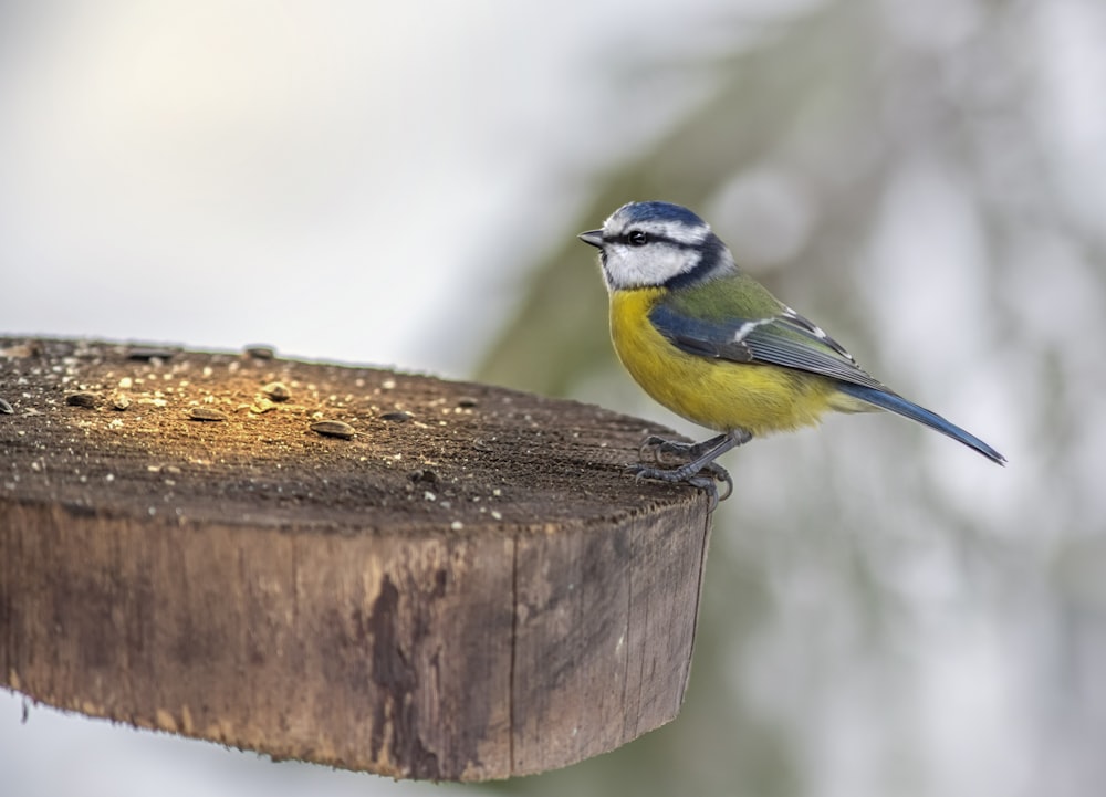 a small blue and yellow bird perched on a wooden post