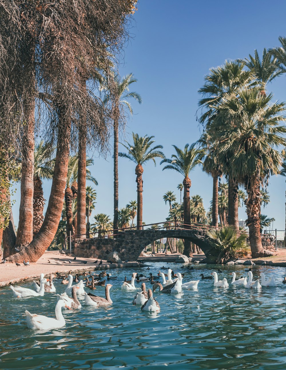 a bunch of birds that are in the water