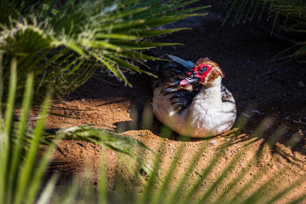 a bird sitting on the ground next to a palm tree