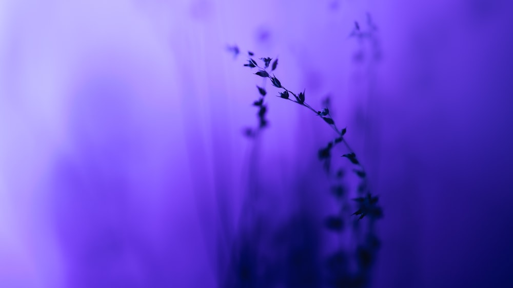 Un primo piano di un fiore viola con uno sfondo sfocato