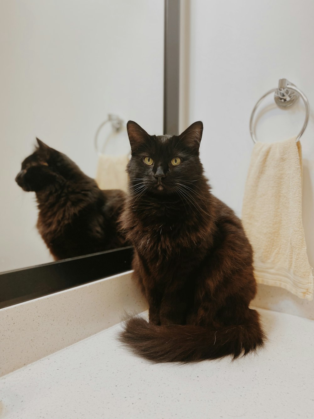 Un gato negro sentado en el mostrador de un baño