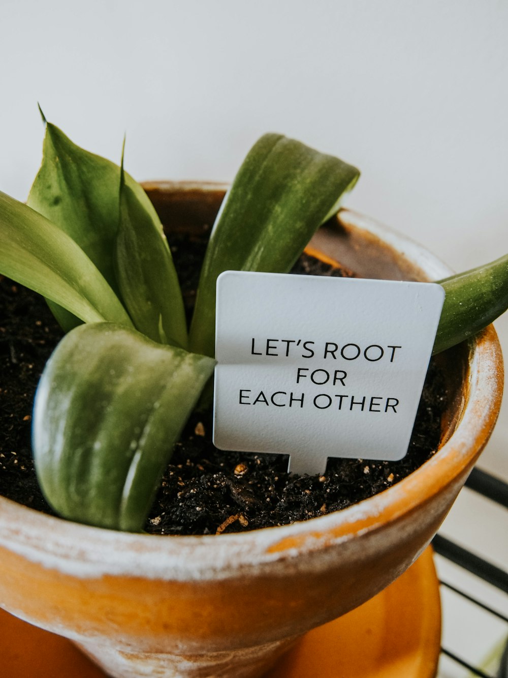 a potted plant with a sign that says let's root for each other