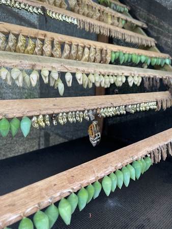 Racks filled with various chrysalis stages hang in an orderly arrangement. The row of green chrysalises below transitions to golden-brown and metallic hues above. A single butterfly, recently emerged, rests with its wings spread.