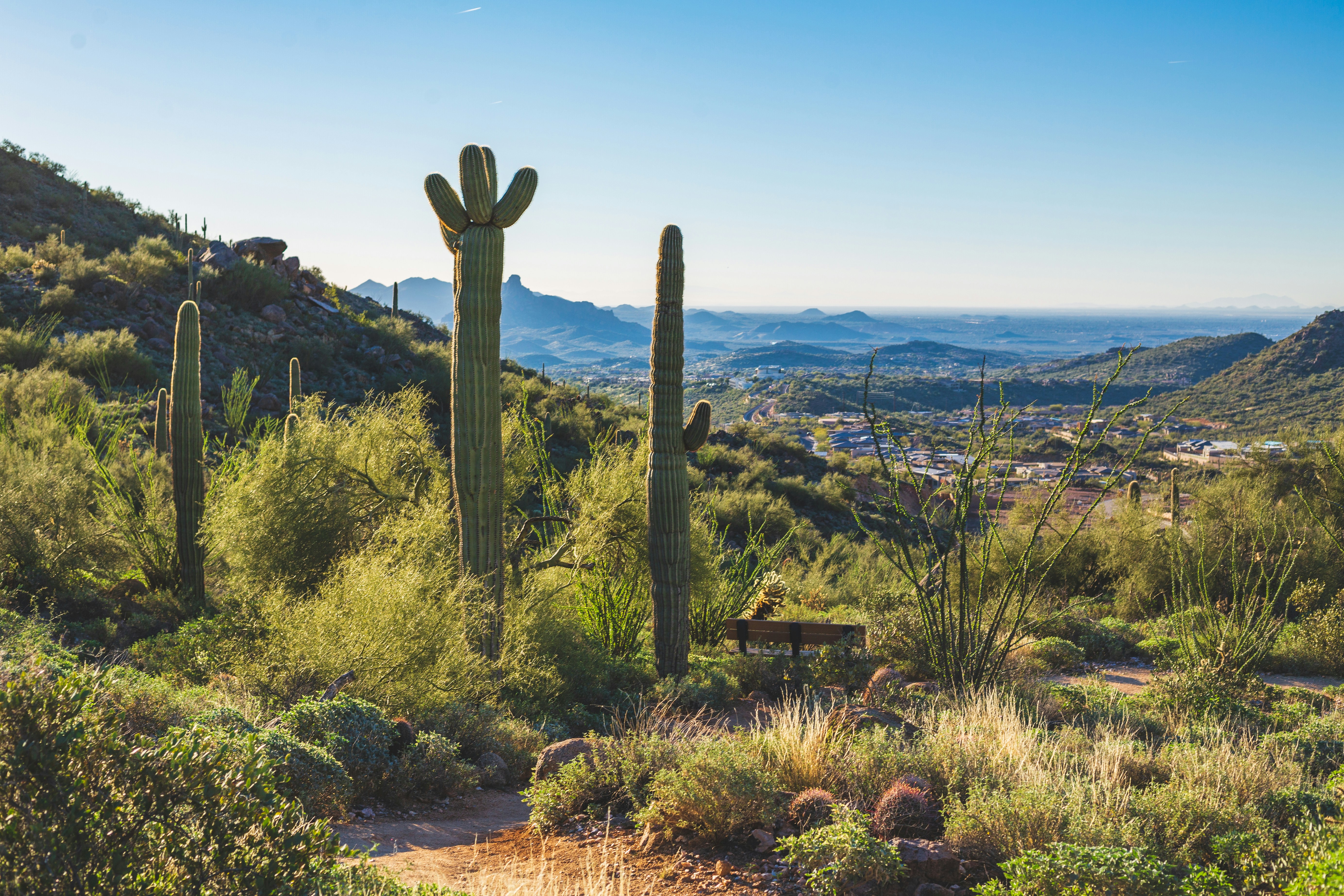 a view of a desert with cactus trees and mountains in the background