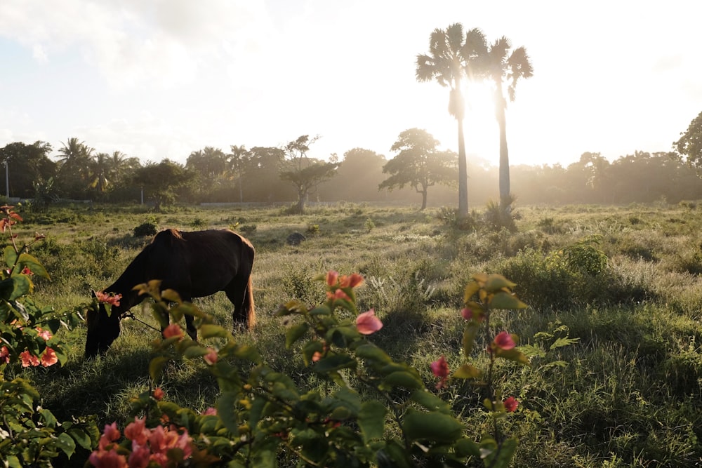 a horse grazing in a field with palm trees in the background