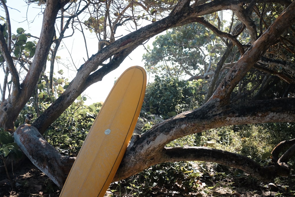 a yellow surfboard leaning against a tree branch