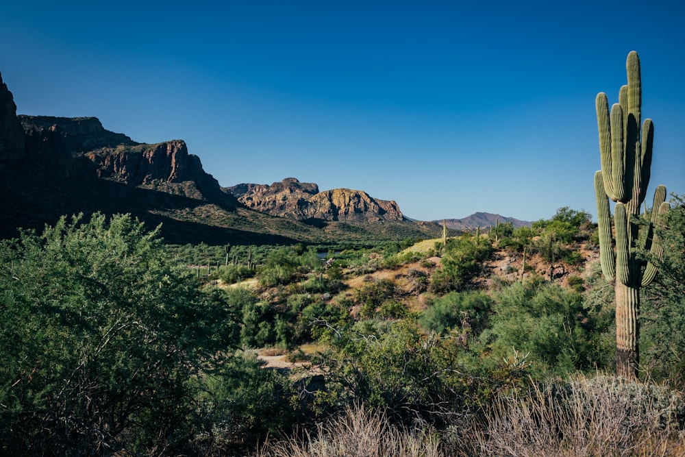 a cactus in the foreground with mountains in the background