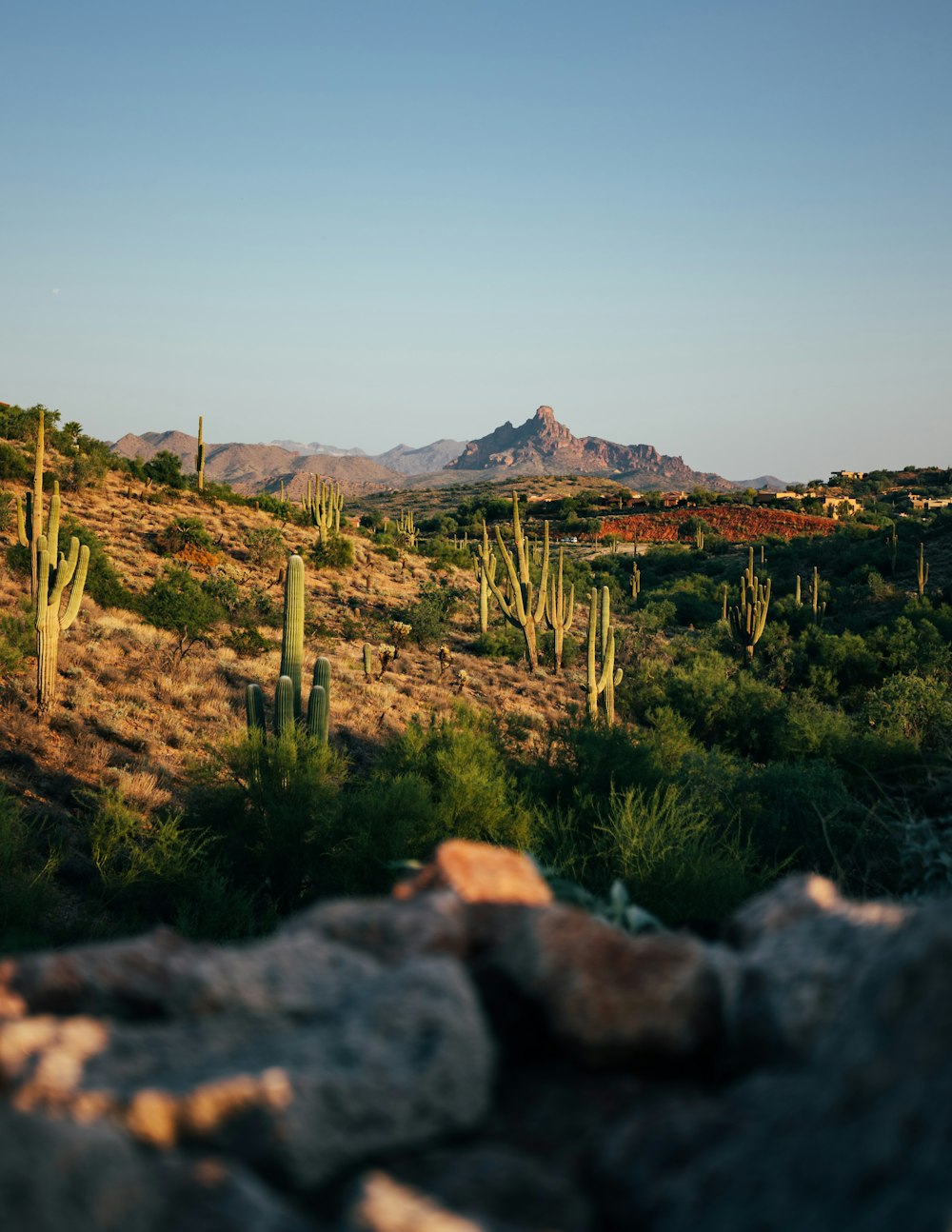 a desert landscape with cactus trees and mountains in the background
