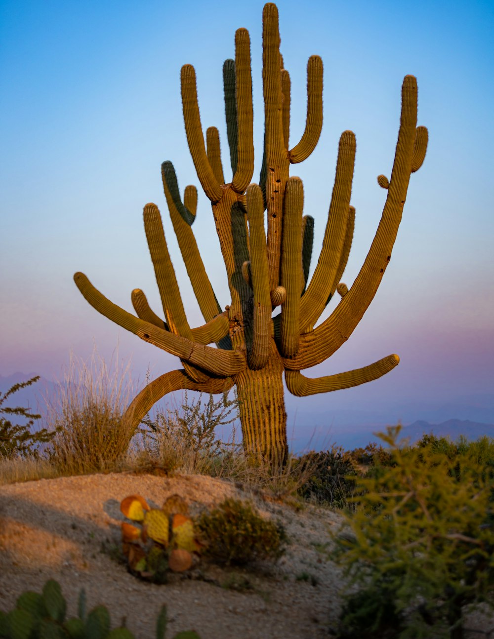 a large cactus plant in the middle of a desert