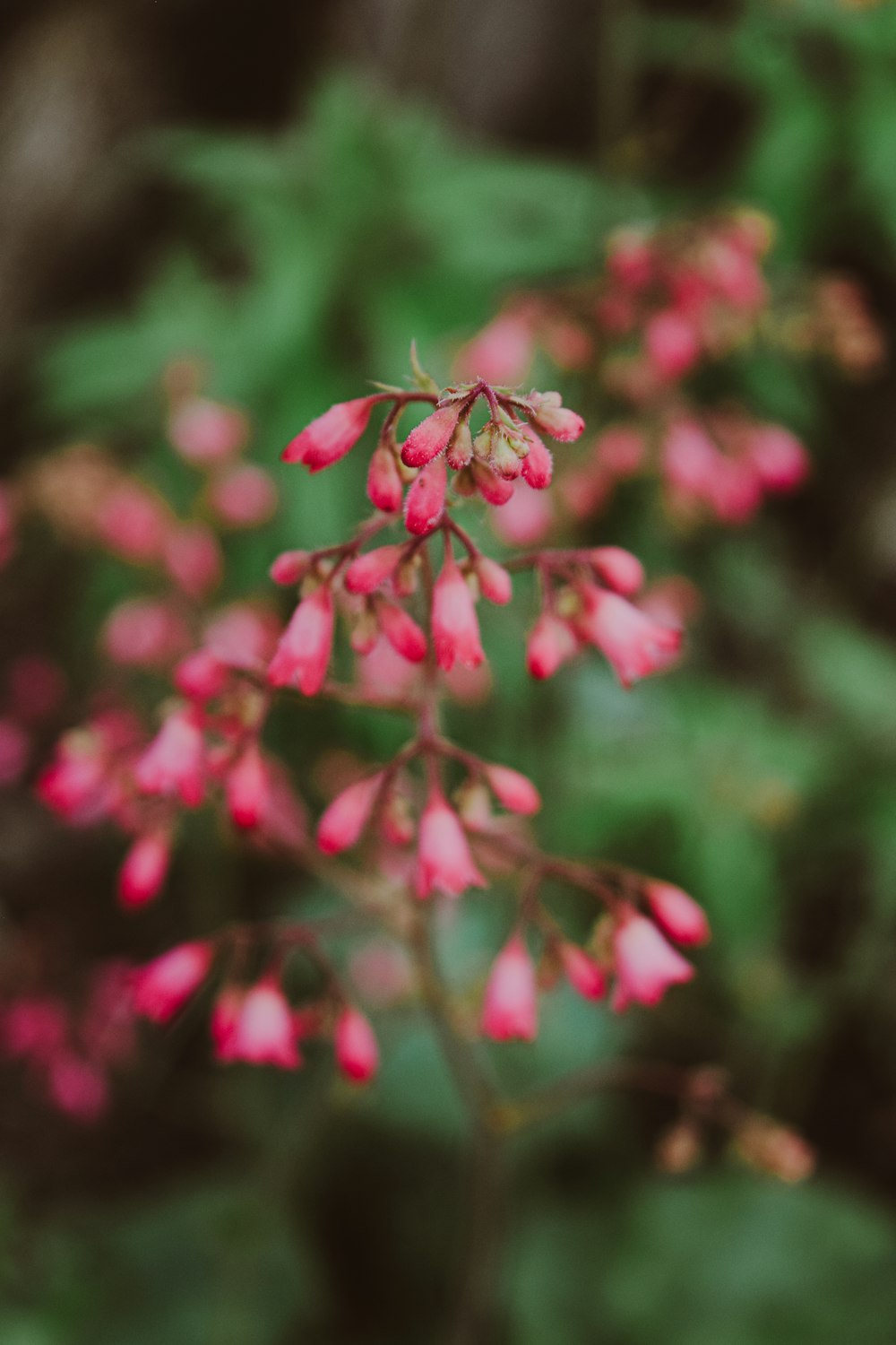 a close up of a plant with pink flowers