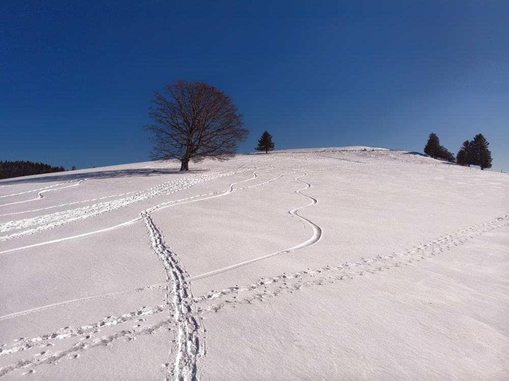 a lone tree on a snowy hill with tracks in the snow
