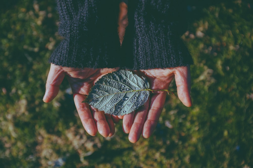 a person holding a leaf in their hands