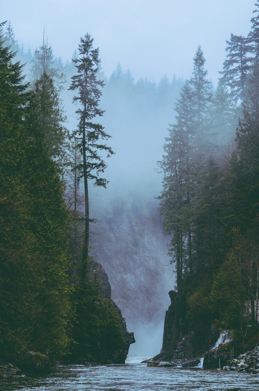 a body of water surrounded by trees on a foggy day