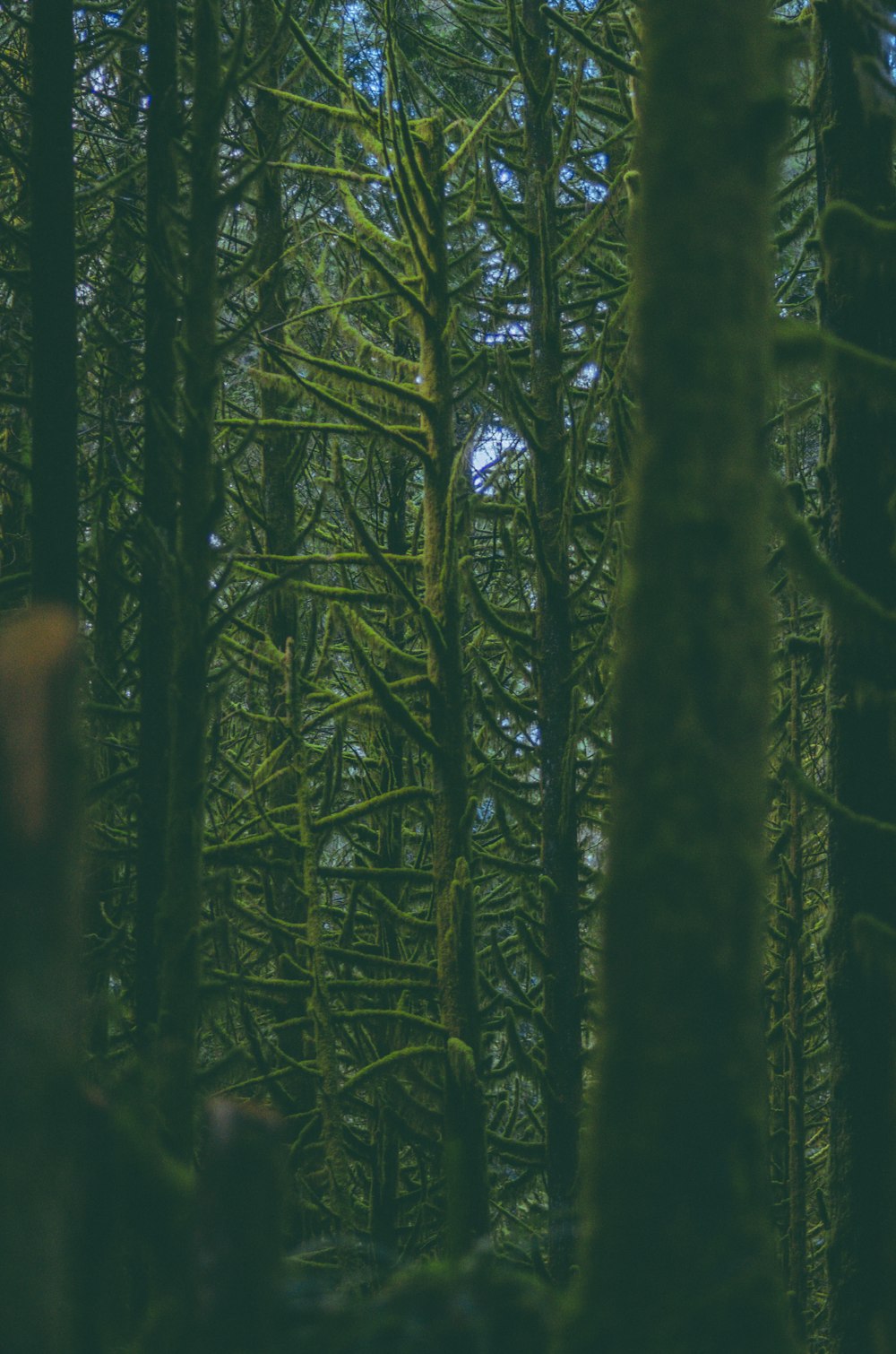 a forest filled with lots of tall green trees