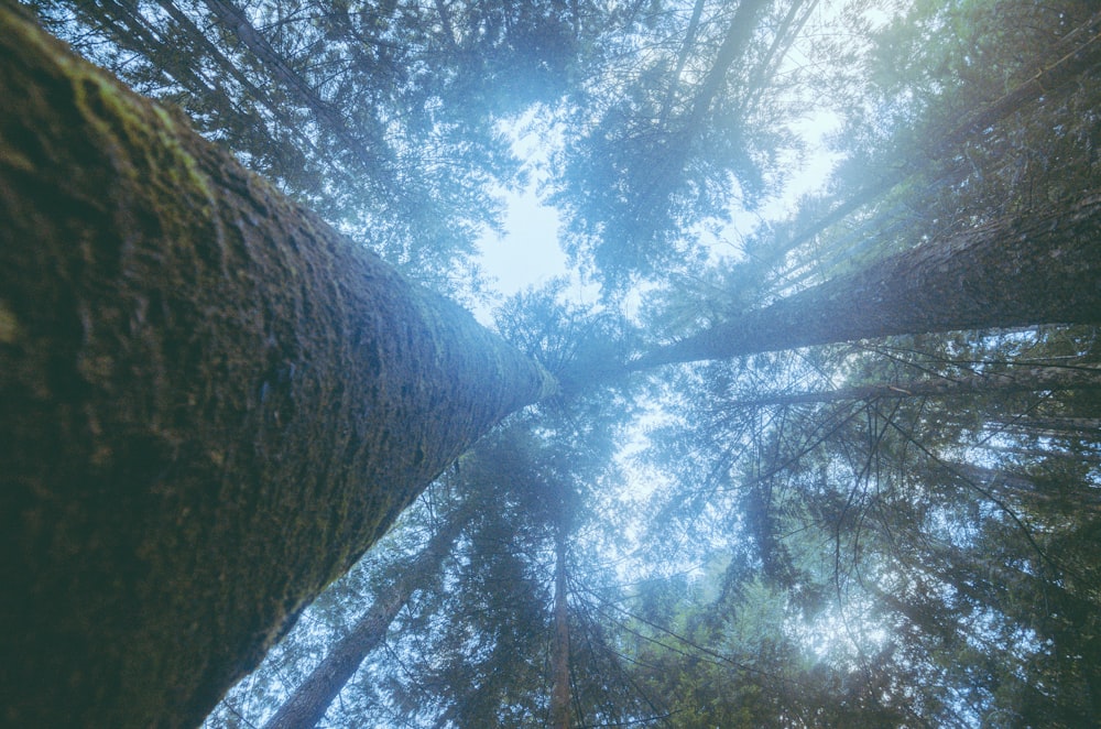 looking up at the tops of tall trees in a forest