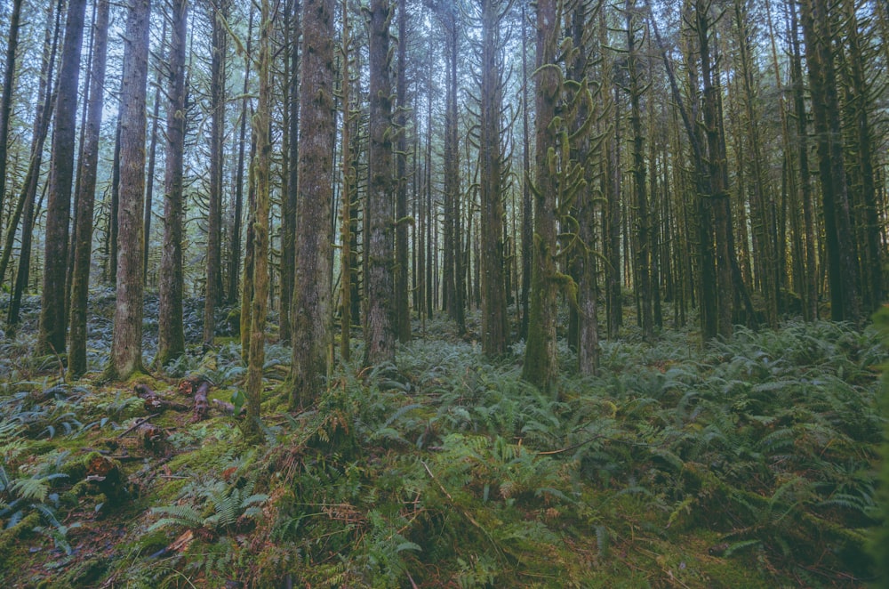 Une forêt remplie de grands arbres