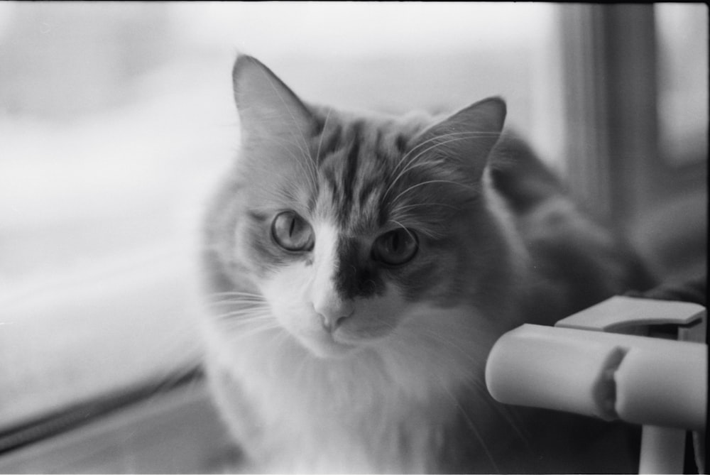 a black and white photo of a cat looking out a window