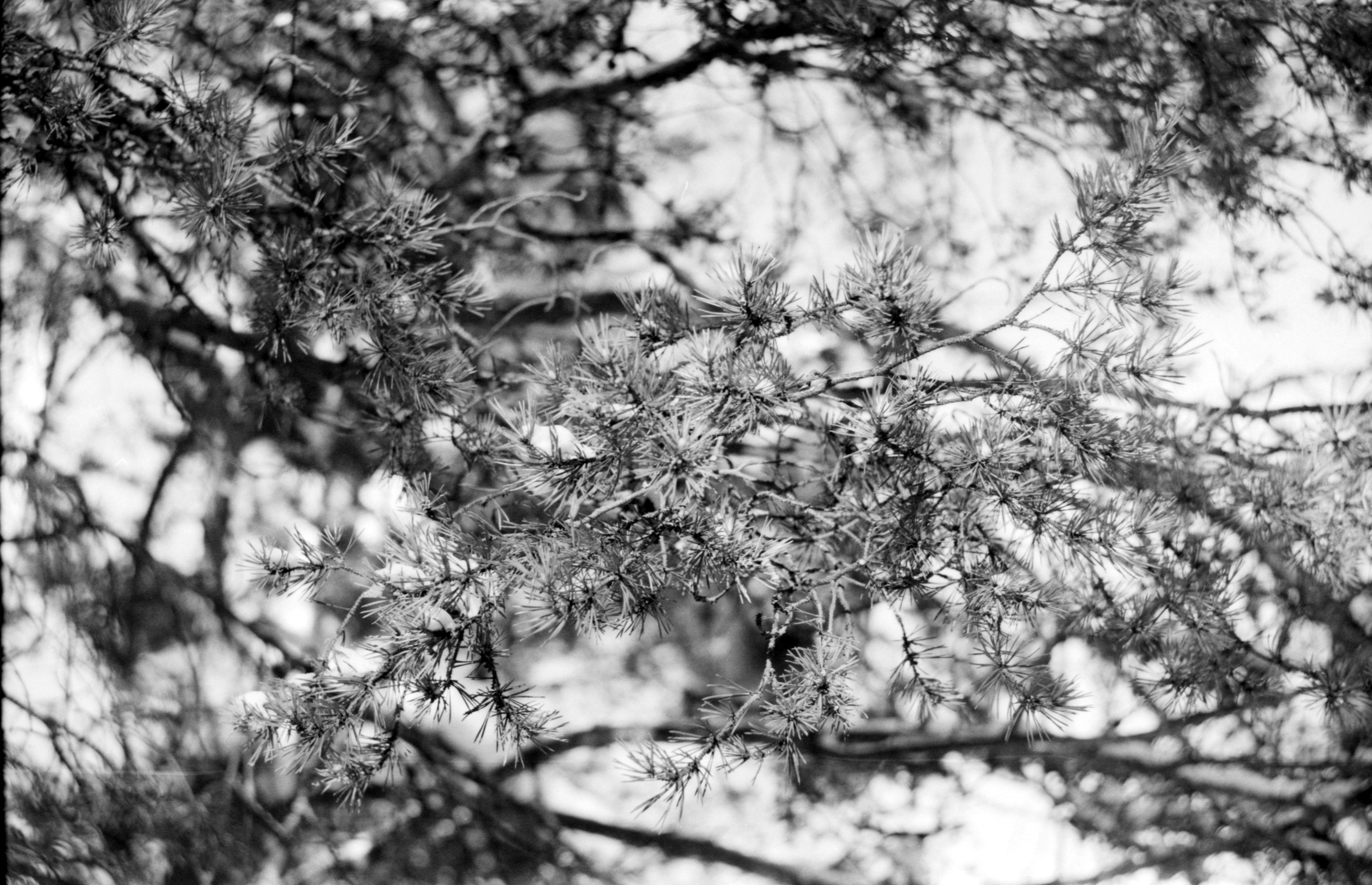 Photo by antohakraev