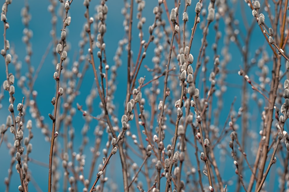 a close up of a tree with lots of leaves