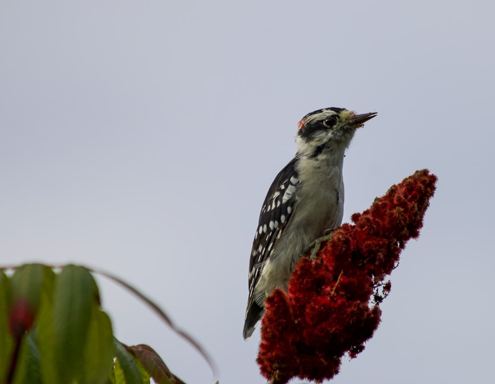 a small bird perched on top of a red flower