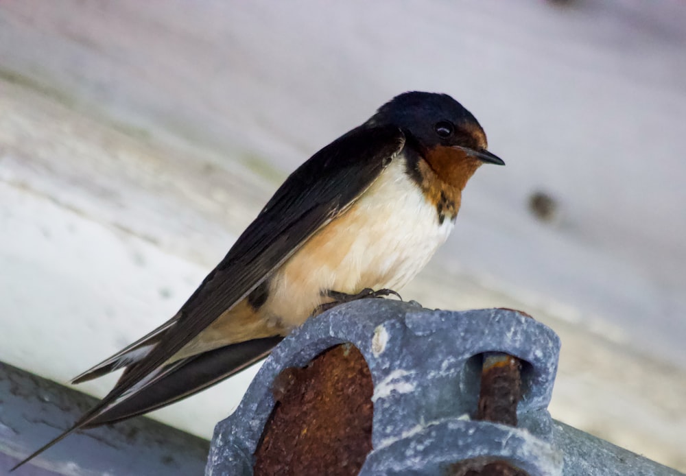 a small bird perched on top of a metal pipe
