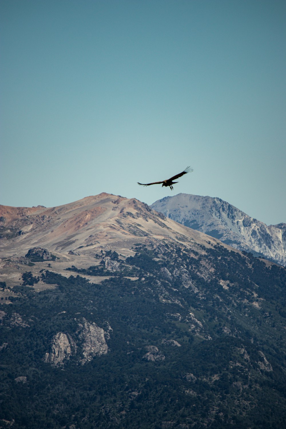 a large bird flying over a mountain range