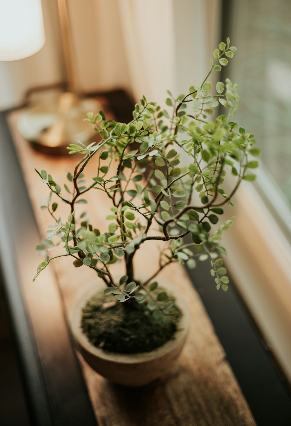 a potted plant sitting on top of a wooden table