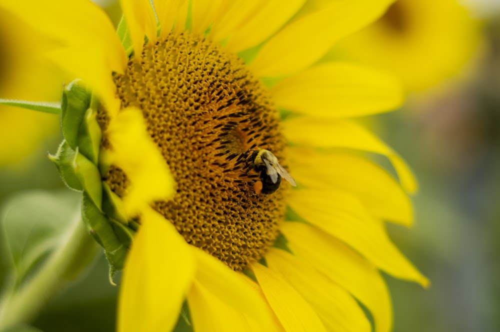 a sunflower with a bee sitting on it