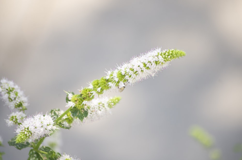 a close up of a plant with white flowers