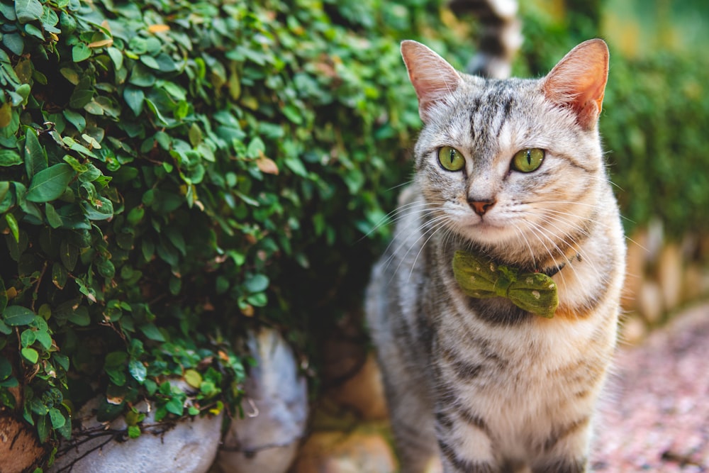 Un gatto con un collare sta camminando lungo un sentiero