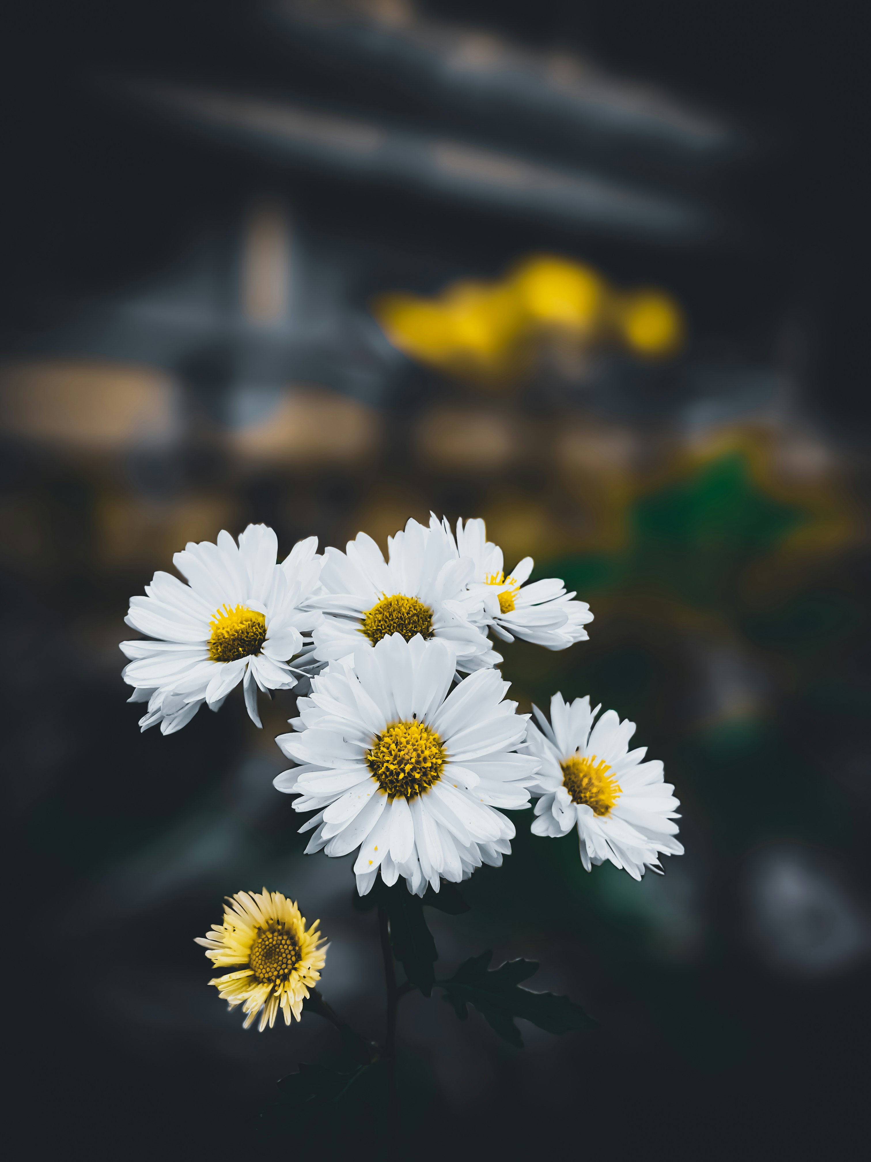 Photo by lokeshdhruw