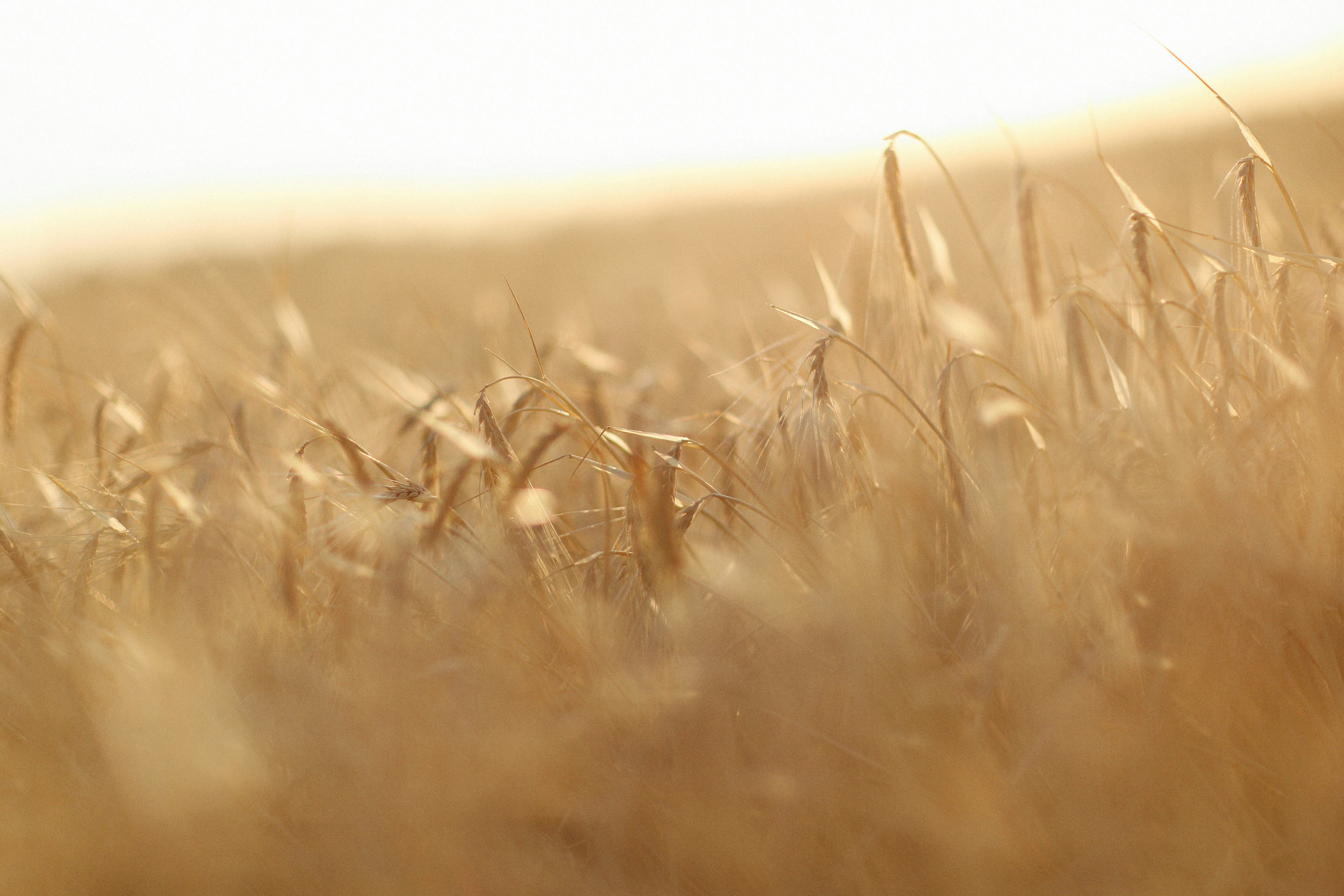a close up of a field of tall grass