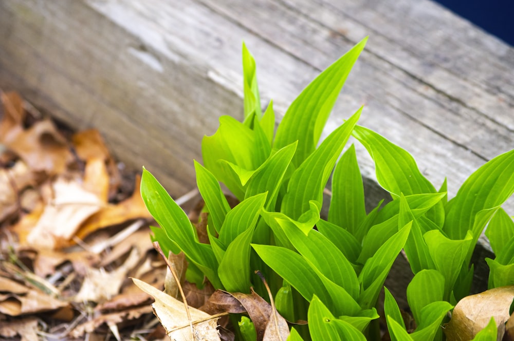 a close up of a plant with leaves on the ground