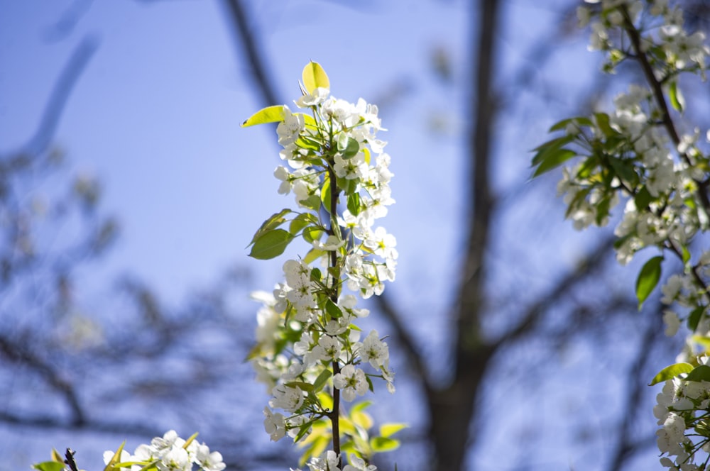 a tree with white flowers and green leaves