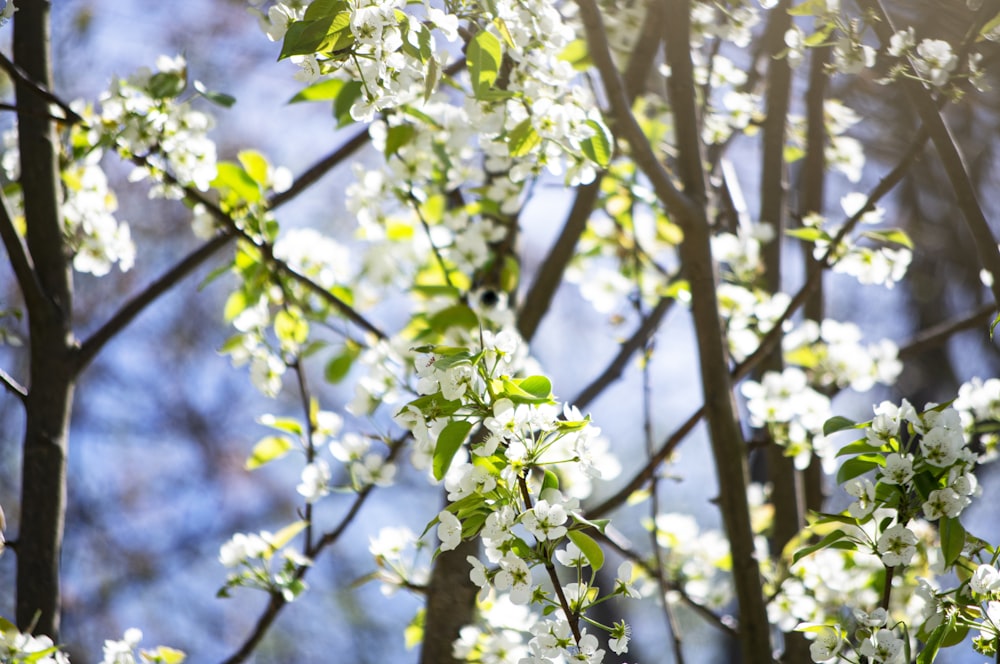 a tree with white flowers and green leaves