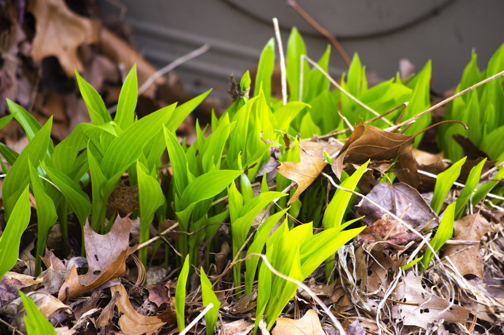 a close up of some green plants on the ground