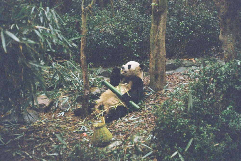 a panda bear sitting in the middle of a forest
